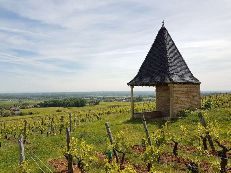 vigne_pouilly-f__3eme_paragraphe_