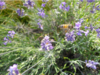 Tisane de fleurs de Lavande bio