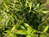 Tisane de Verveine citronnée bio